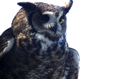 Who the Horned Owl