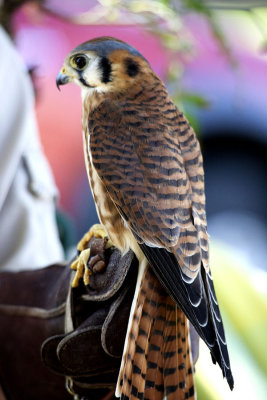 Violet the Kestrel