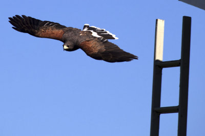Harris' Hawk In Flight