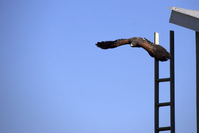 Harris' Hawk 