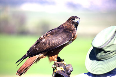 Red Tail Hawk