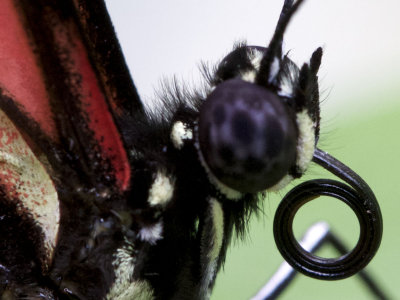 Butterfly Macro Shots