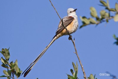 Scissor-tailed Flycatcher @ Sugar Land Memorial Park
