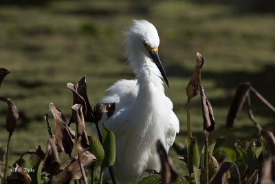 Snowy Egret