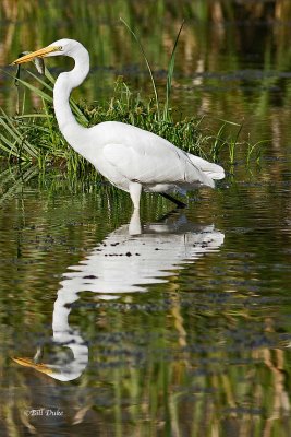 Greate Egret