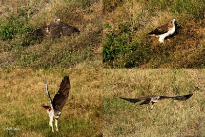 RED-TAILED-HAWK-COMBO_200_RTHA.jpg