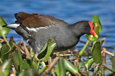 Coots,Gallinules, Small Grebes