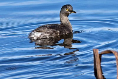 Grebe Gallery