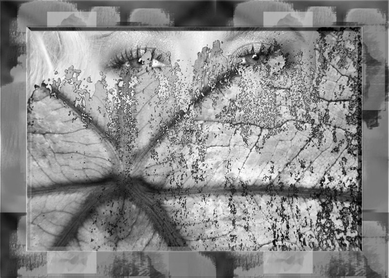 BlueEyes-RedCaladium-bw-pbase.jpg