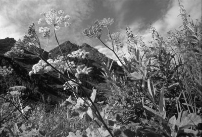 DS060310211731-b&w.jpg