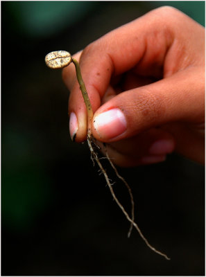 Richard Hunt - Coffee Seedling de Nicaragua