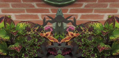 Symetricized coleus