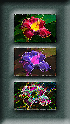 Triptych Maroon daylily small.jpg