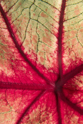 Caladium leaf closeup, DS070204105102.jpg
