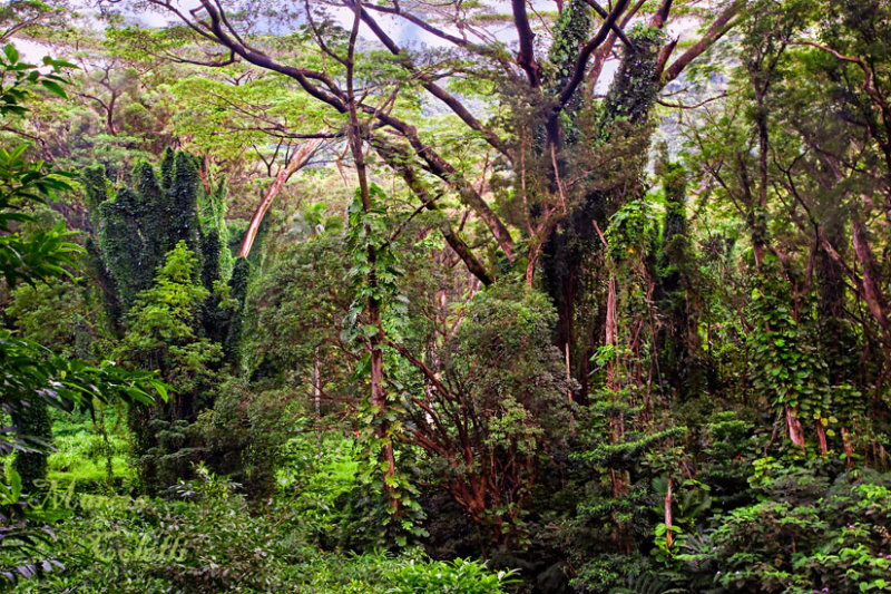 MANOA FALLS RAINFOREST TRAIL_0221.jpg