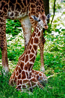 GIRAFFE JUVENILE_8994.jpg