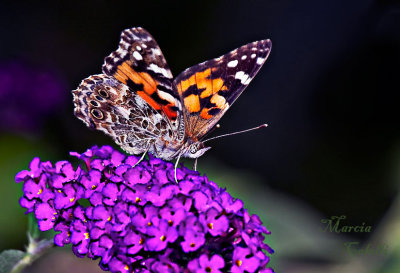 PAINTED LADY BUTTERFLY_0769.jpg