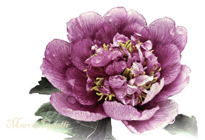 PEONY 1506.jpg