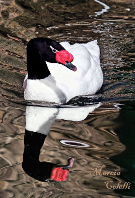 BLACK NECK SWAN_1412.jpg