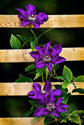 clematis_5433.jpg