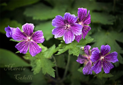 PERENNIAL GERANIUM_8857.jpg