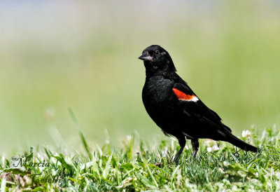 RED WING BLACKBIRD_5875.jpg