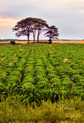 CABBAGE FIELD AT SUNSET_8373.jpg