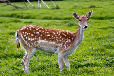 FALLOW DEER_4698.jpg