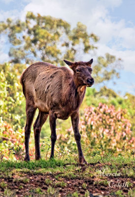 FEMALE ELK_2596.jpg