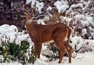 DEER_6382.jpg