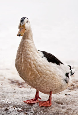 MAGPIE DUCK IN SNOW_5987.jpg