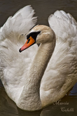 SWAN_6836.jpg