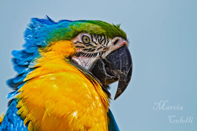 BLUE AND GOLD MACAW_6653.jpg