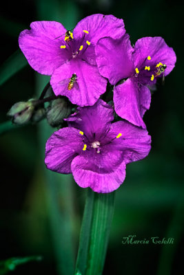 SPIDERWORT_5587.jpg