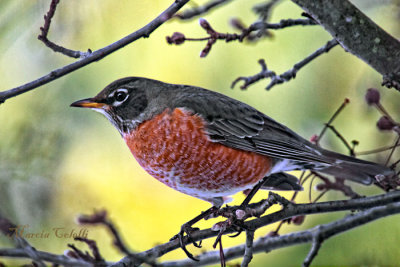 AMERICAN ROBIN_9568.jpg