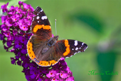 RED ADMIRAL BUTTERFLY_6158.jpg