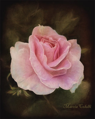 ANTIQUE PINK ROSE-06503.jpg