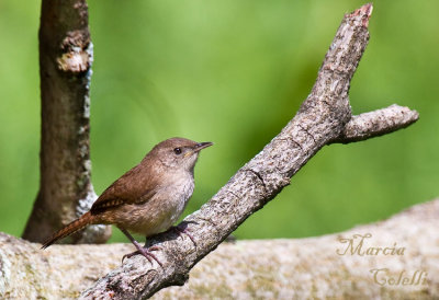 WREN_6219.jpg