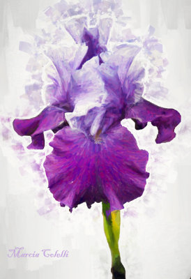 IRIS_4096.jpg