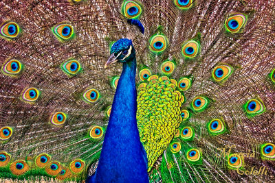 PEACOCK-5012.jpg