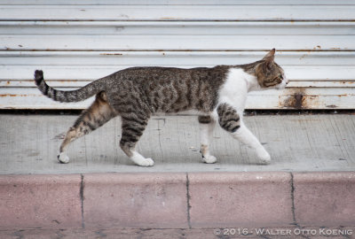 Street Cat