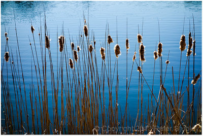 Last year's reeds.