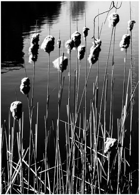 More of last year's reeds.