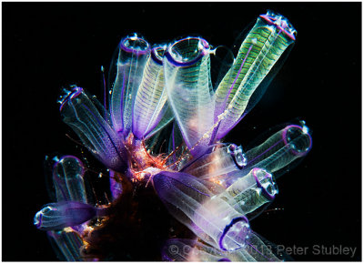 Tunicates.