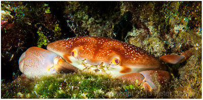 Batwing coral crab.