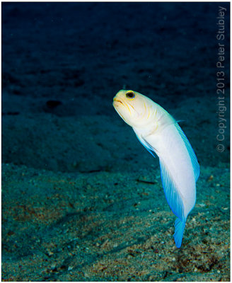 Yellow headed jawfish.