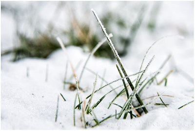 Frosty grass.