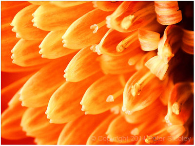 Micro orange (Gerbera daisy flower).