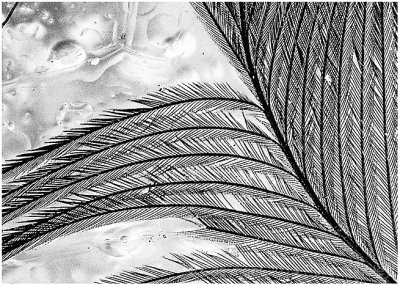Feather and ice.
