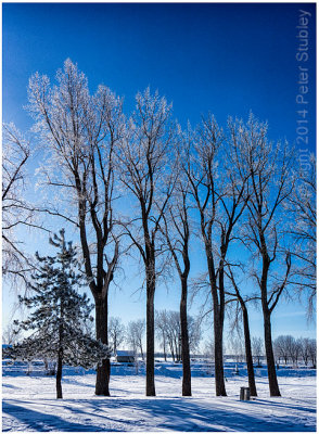 White trees.